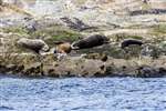 Common seals, Bressay
