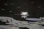 Water lilies, Lochan Buic, Knapdale
