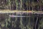 European Beaver swimming past Water lilies