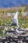 Arctic tern parents feeding chick