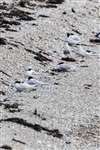 Arctic tern colony