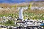 Arctic tern parents feeding chick