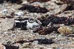 Ringed Plover adult and chick
