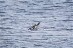 Red throated diver flapping its wings