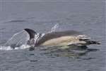 Common Dolphin, Treshnish
