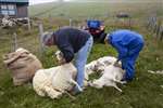 Shetland sheep shearing, Burra