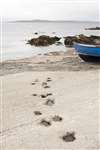 Otter footprints