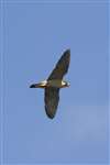 Peregrine falcon flying right