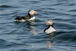 2 puffins on water off Sanda