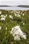 Common cotton grass, Shetland