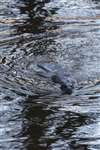 Otter swimming, Glasgow