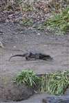 Otter on river bank, Glasgow