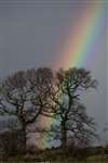 Rainbow, Ardardan