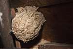 Wasp's nest