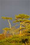 Scots pines in evening light