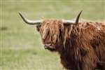 Highland bull, Tiree