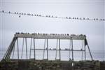 Starlings on power lines, Tiree