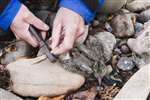 Oyster Catcher chick being ringed