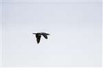 Cormorant in flight, Tiree