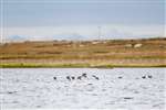 Teal flock landing, Loch a' Phuill, Tiree