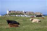 Cattle and croft house, Sandaig, Tiree