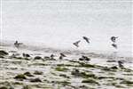 Ringed Plovers and Dunlins landing, Tiree