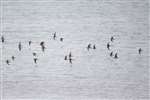 Ringed plovers and Dunlins in flight, Tiree