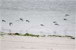Ringed plovers landing, Tiree