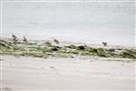Ringed plovers landing, Tiree