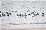 Turnstones and Dunlins in flight, Tiree