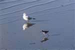 Redshank and Black-headed gull, Culross