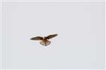 Female Kestrel hovering