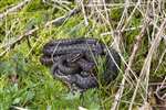 Two adult male Adders and female coiled up