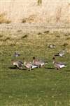 Pink-footed Geese grazing