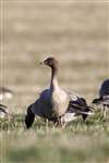 Pink-footed Geese grazing