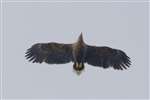 Sea Eagle, Loch na Keal, Mull