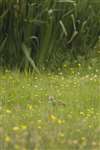 Corncrake in grass, Iona