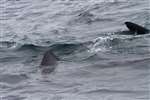 Basking Shark between Pabbay, Pabaigh, and Sandray, Sanndraigh, Barra, Barraigh