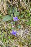 Common dog violet, Coll