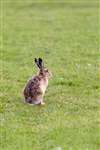 Brown hare, Coll