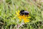 Red-tailed bumble bee, Coll