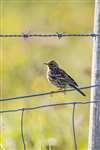 Meadow Pipit, Totronald
