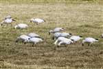Flock of feral Snow geese