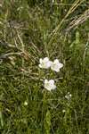Grass of Parnassus, Coll