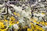 Lichen on tree at Loch Feochan