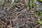 Water Vole droppings
