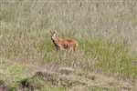 Roe Deer buck, Insh Marshes