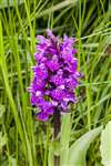 Northern marsh orchid, Foula