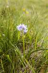 Spring squill, Foula