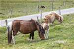 Shetland ponies, Foula